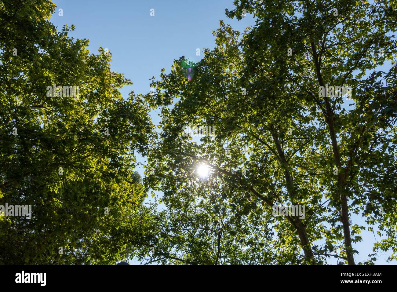 Stock photo of beautiful trees against blue sky in sunny day Stock ...