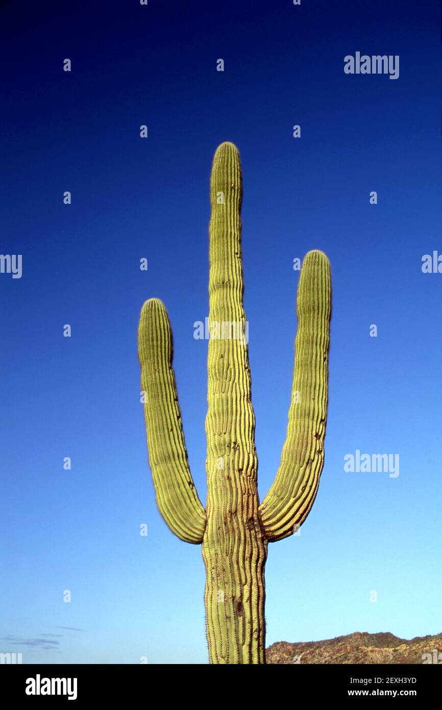 Cactus in desert near Phoenix,  AZ Stock Photo