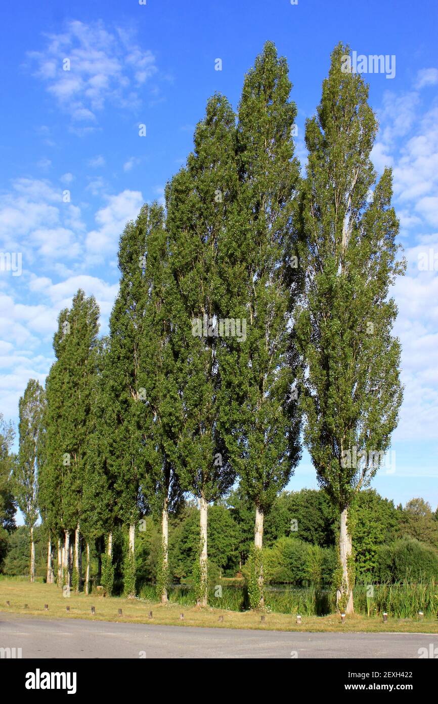 Trees in alignment Stock Photo