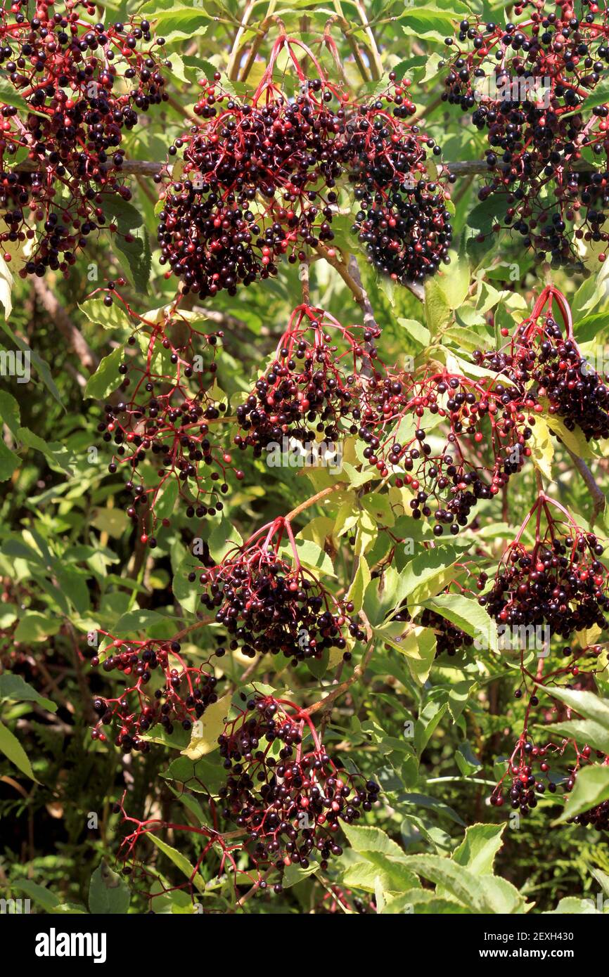 Elderberries Stock Photo