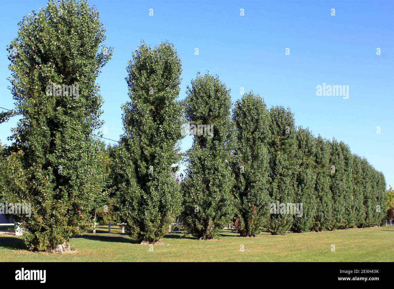 Trees in alignment Stock Photo