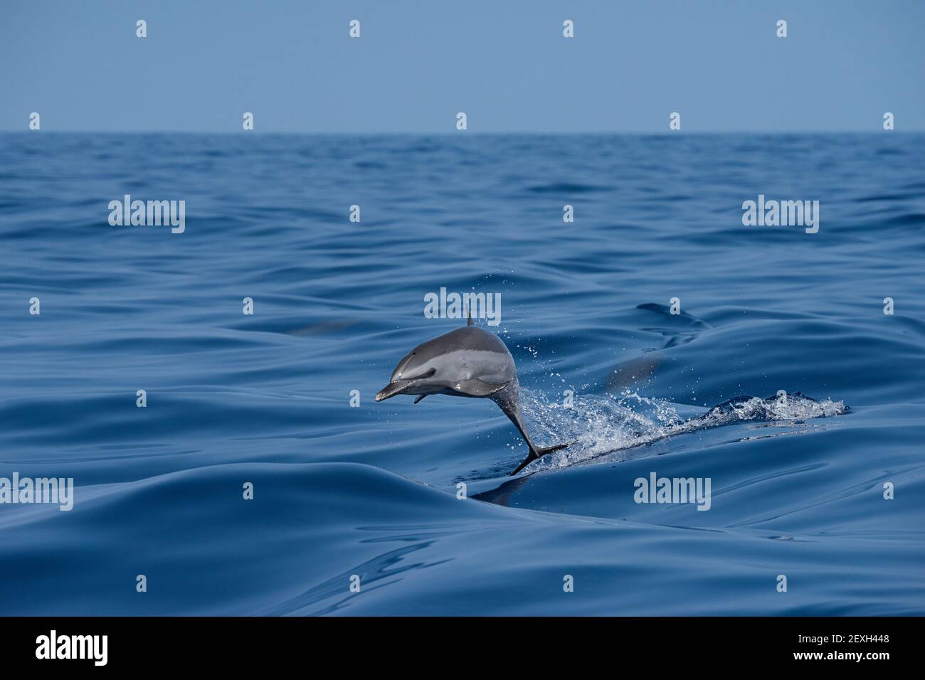 pantropical spotted dolphin, Stenella attenuata, jumping in boat wake, South Kona, Hawaii ( the Big Island ), United States ( Central Pacific Ocean ) Stock Photo
