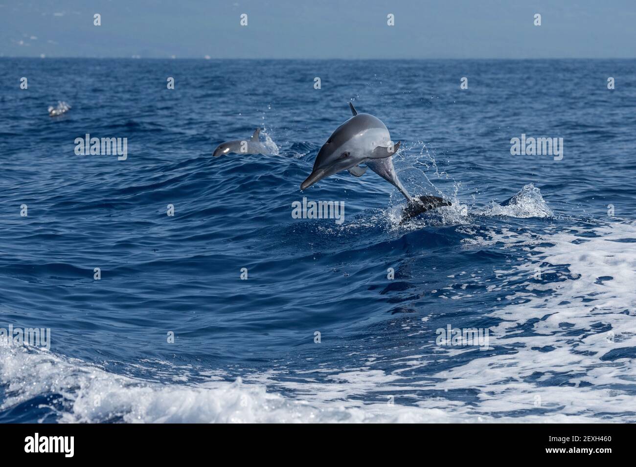pantropical spotted dolphins, Stenella attenuata, jumping, South Kona, Hawaii ( the Big Island ), USA ( Central Pacific Ocean ) Stock Photo