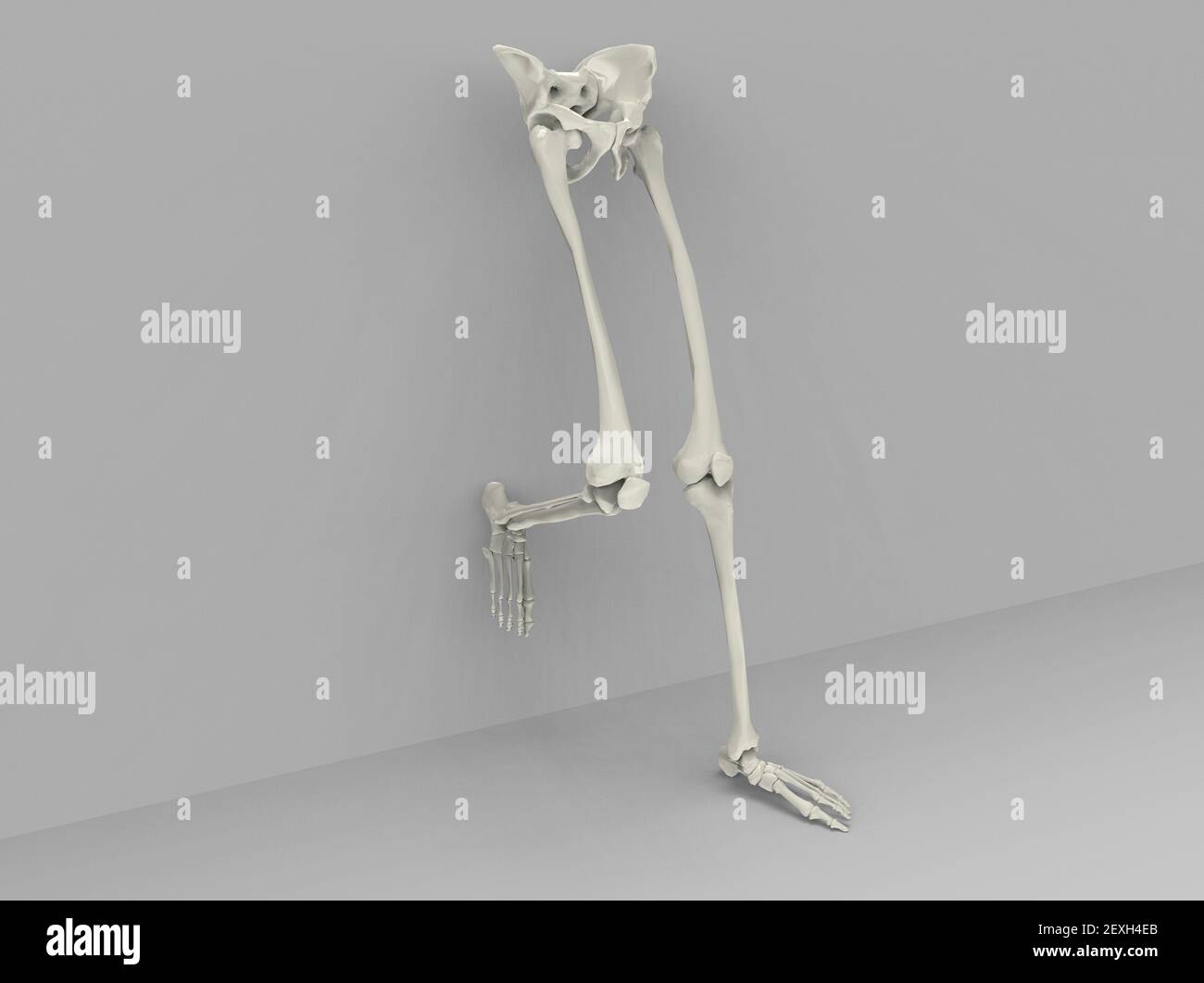 Model of human legs and hips, 3D render Stock Photo