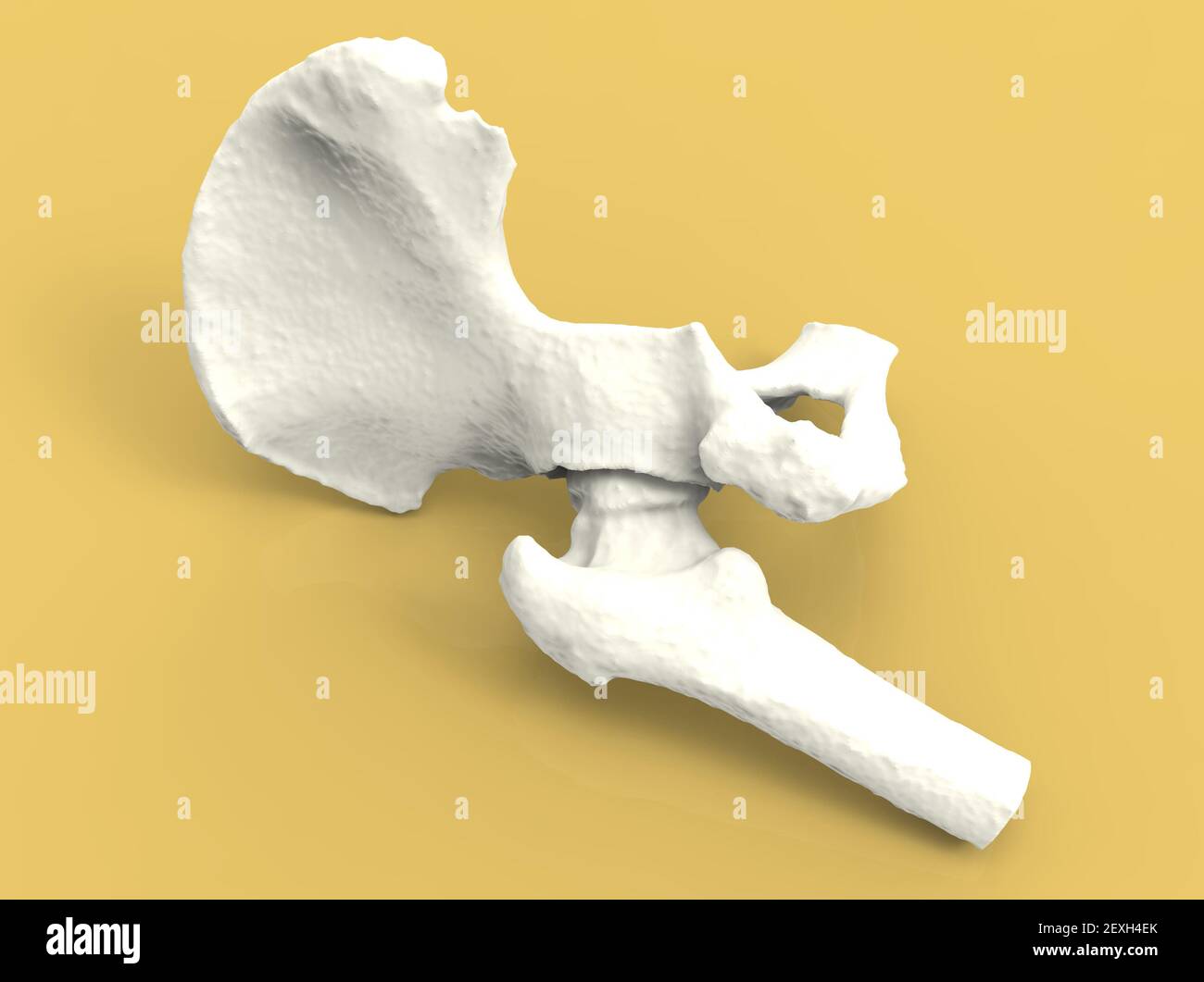 Model of human bone, hip anatomy, 3D render Stock Photo