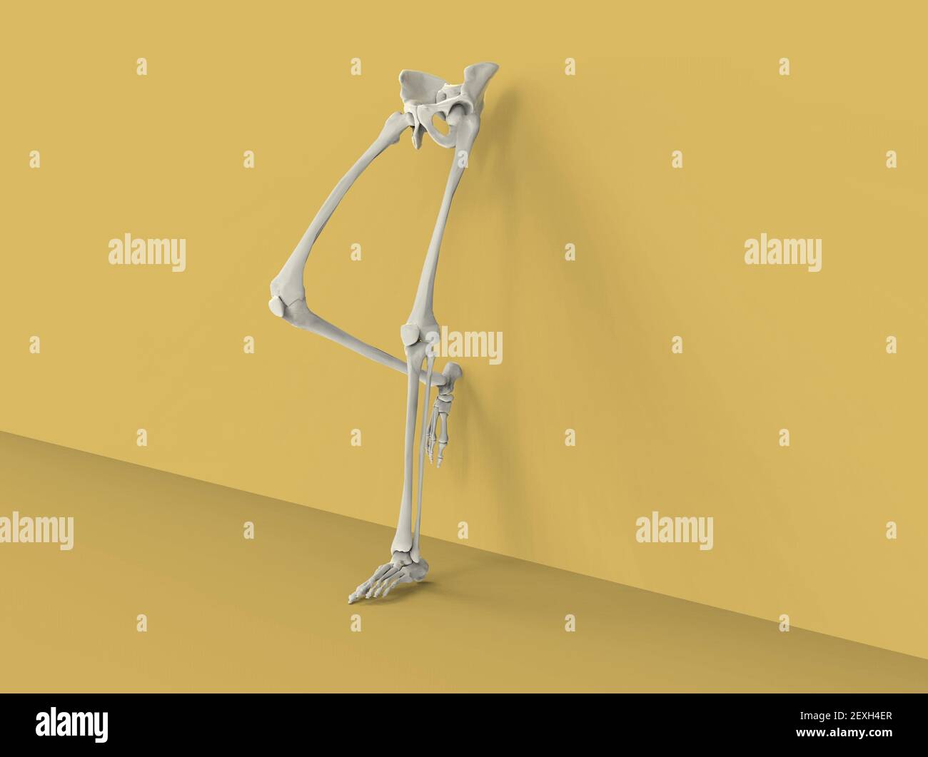 Model of human legs and hips on yellow background, 3D render Stock Photo