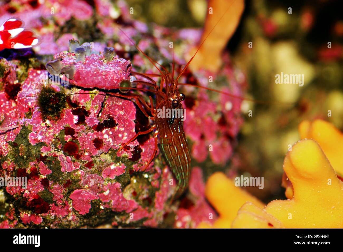 Mediterranean sea species of Peppermint Shrimp - Lysmata seticuadata Stock Photo
