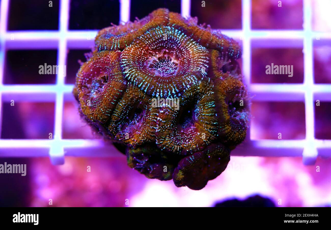Acanthastrea lordhowensis colorful LPS coral Stock Photo