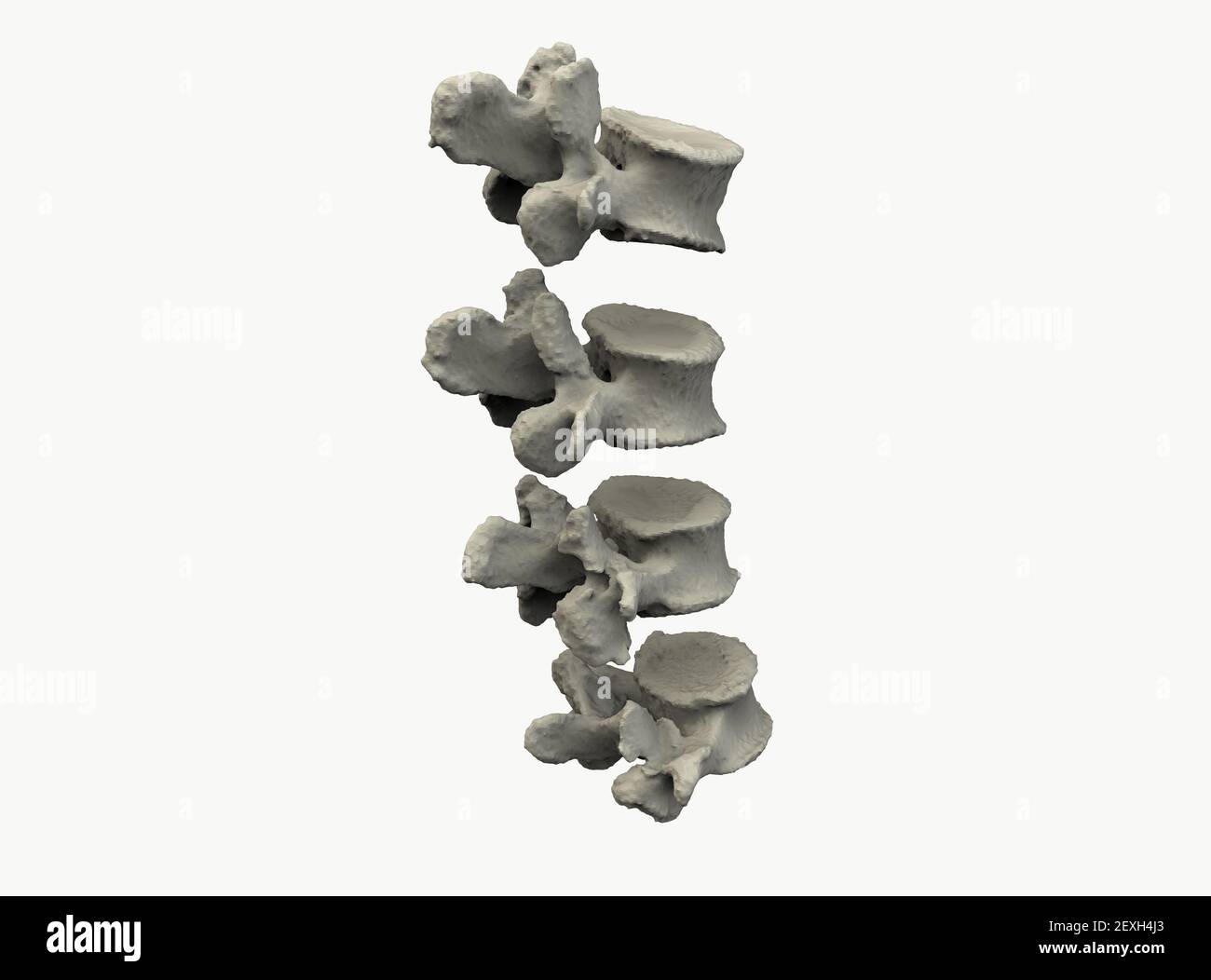 Model of human spine- vertebra on white background, 3D render Stock Photo