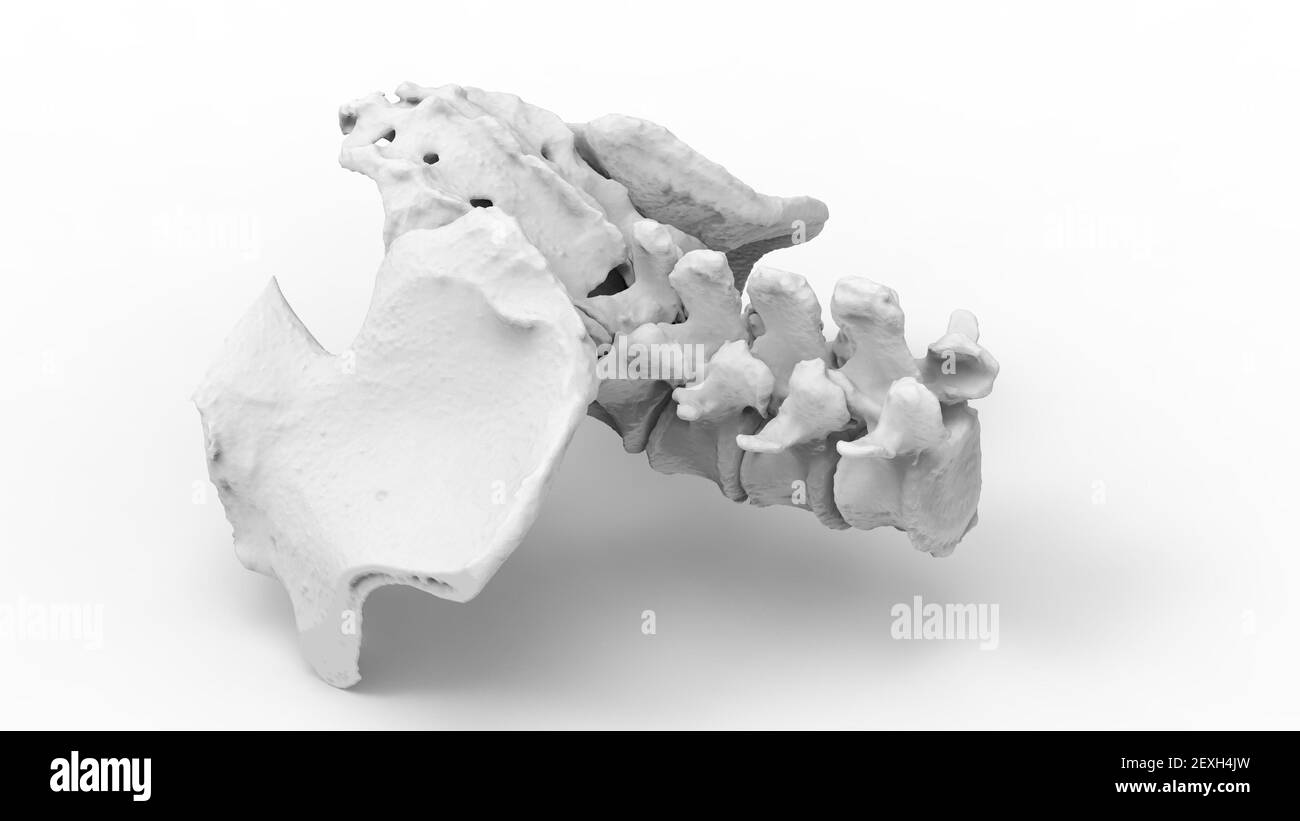 Model of human spine, lower part, 3D render Stock Photo