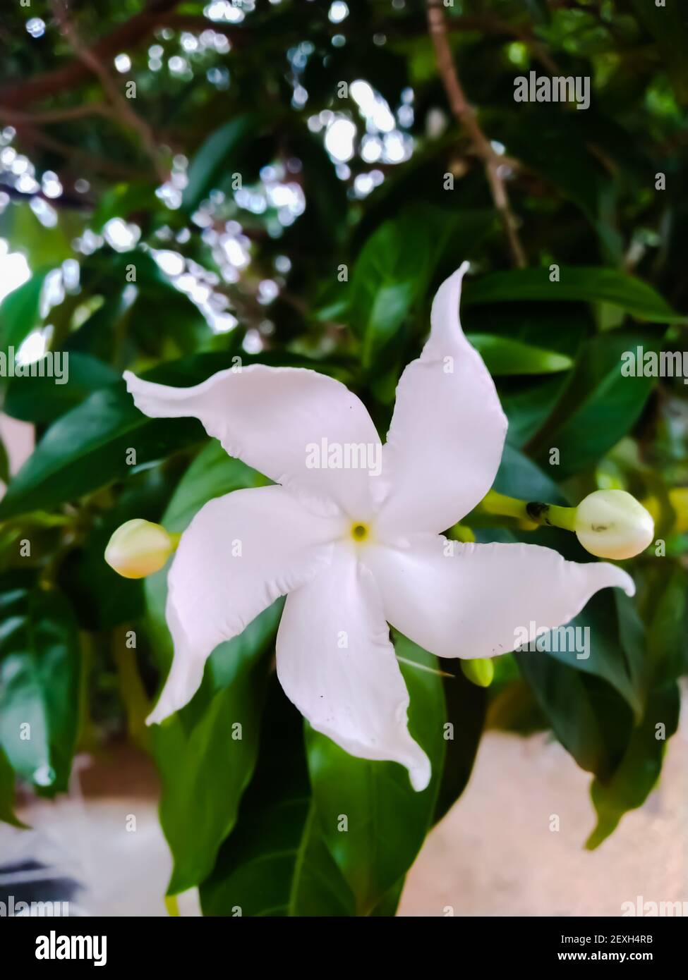 Pinwheel jasmine hi-res stock photography and images - Alamy