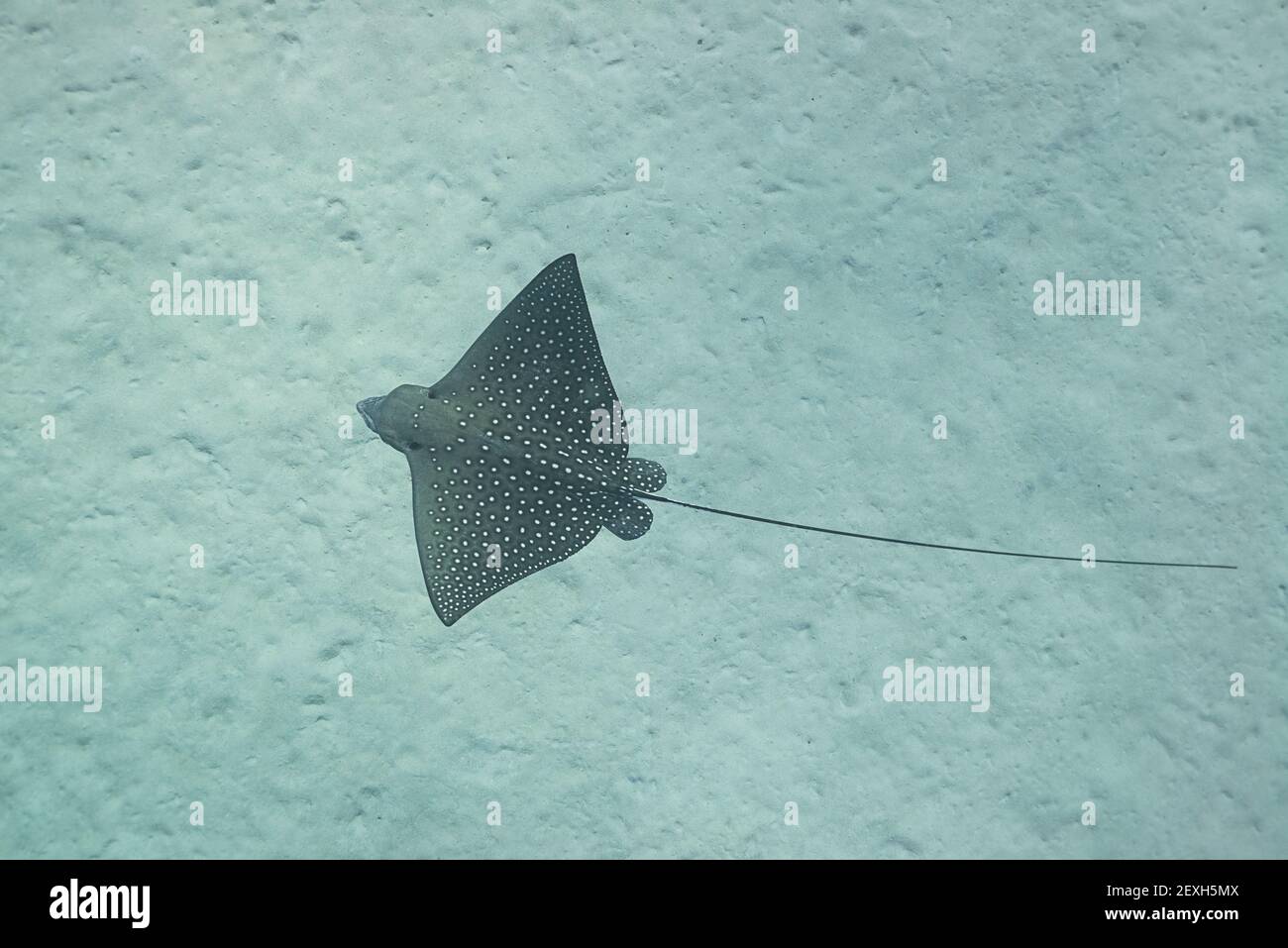 spotted or ocellated eagle ray, Aetobatus ocellatus, Kamakahonu Bay, Kailua Kona, Hawaii Island ( the Big Island ), Hawaii, USA ( Pacific Ocean ) Stock Photo