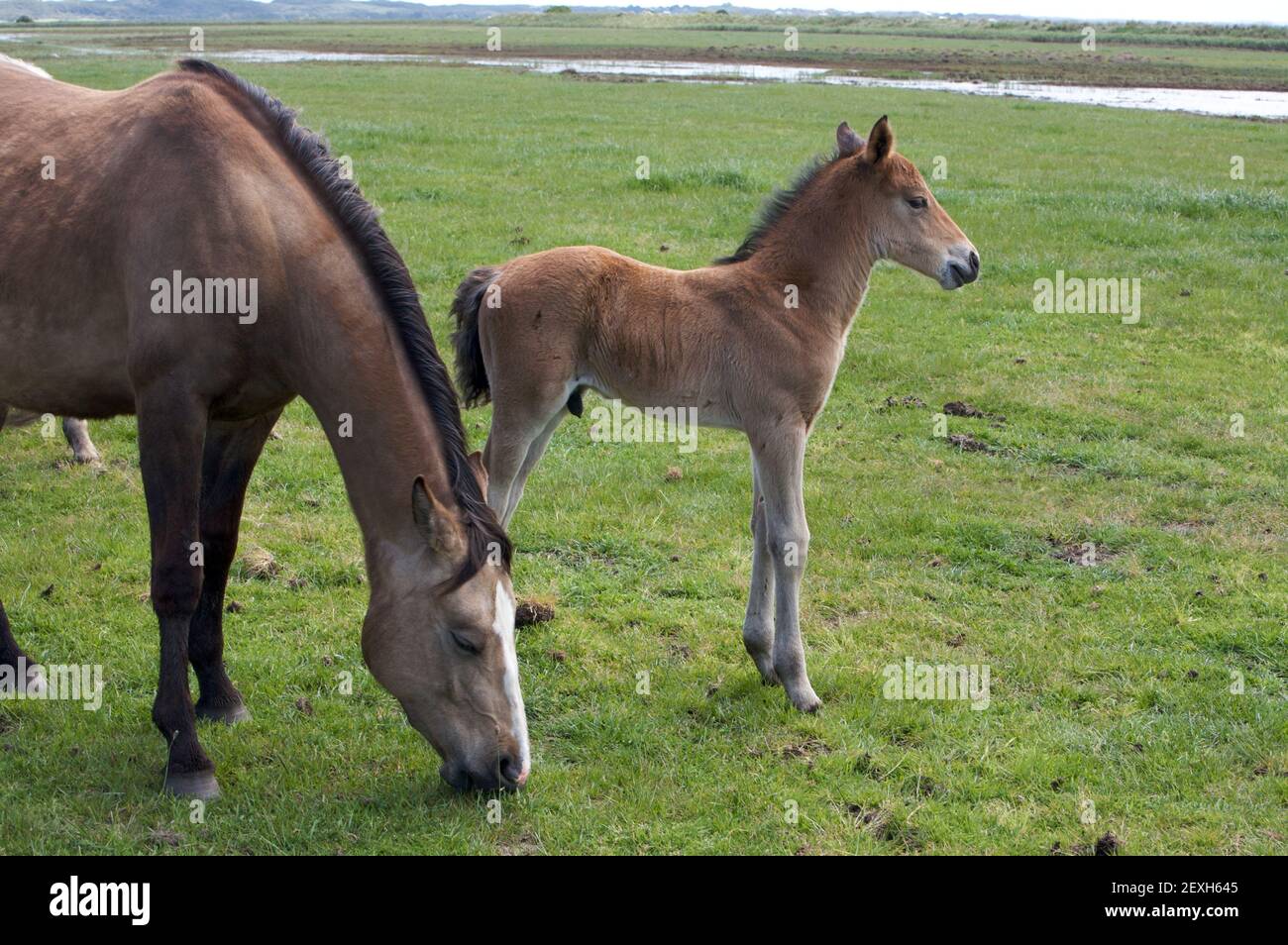 A Young Horse Foal Filly Standing in a Field Meadow Stock Photo