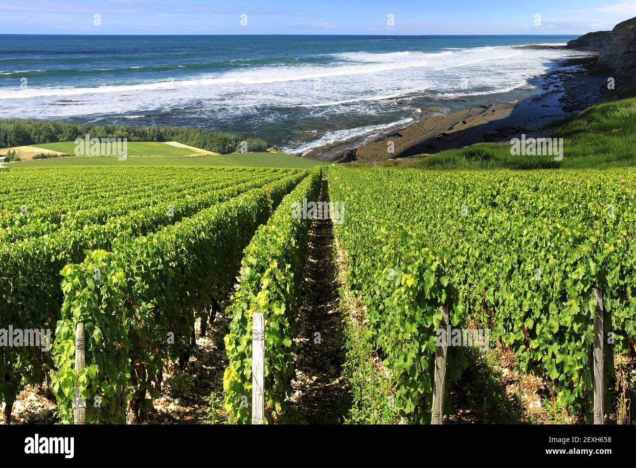 Vineyard by the sea Stock Photo