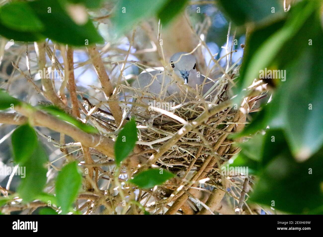 Collareddove in Mesa, Arizona Stock Photo Alamy