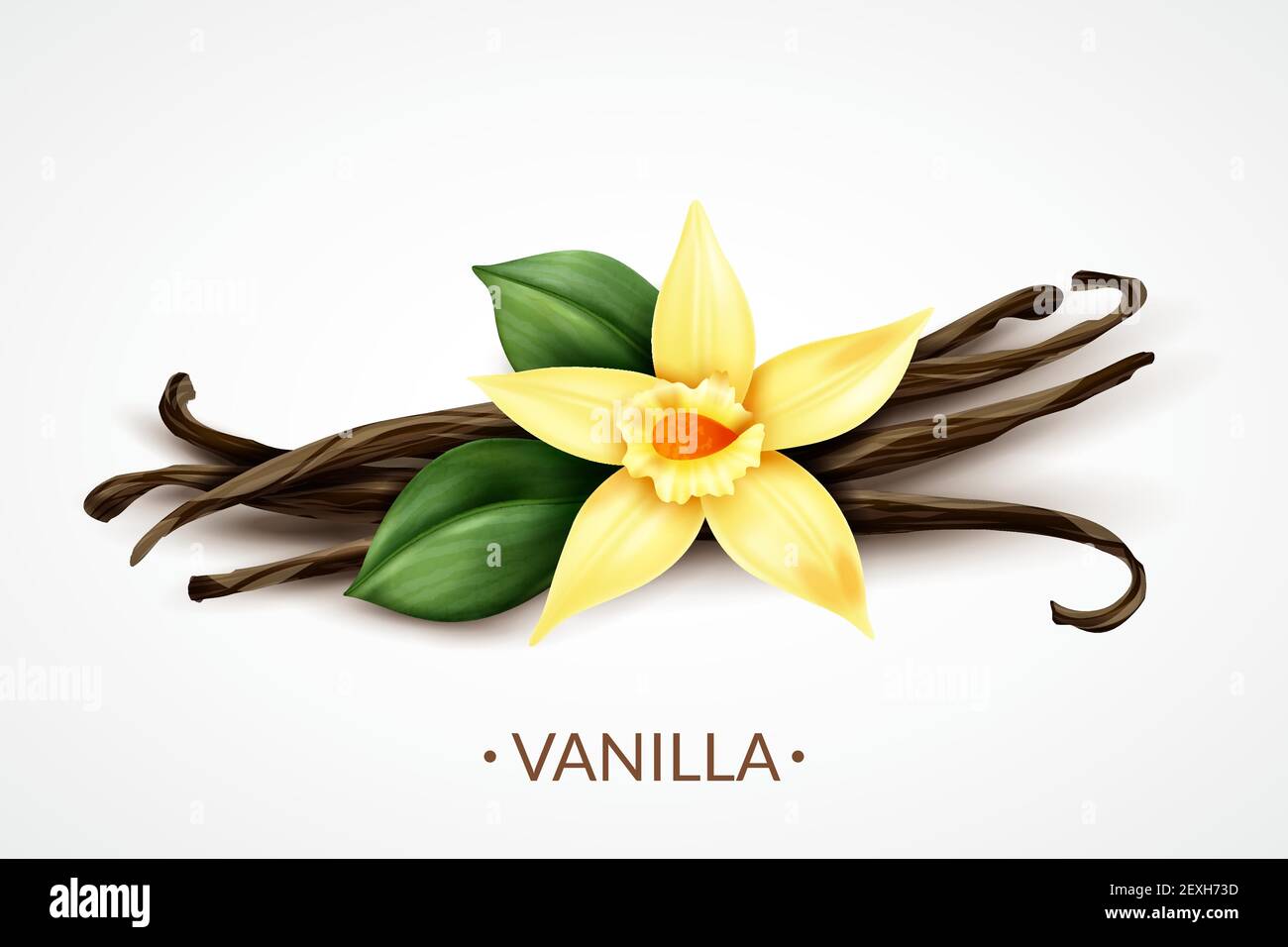Sweet scented fresh vanilla flower with dried seed pods realistic