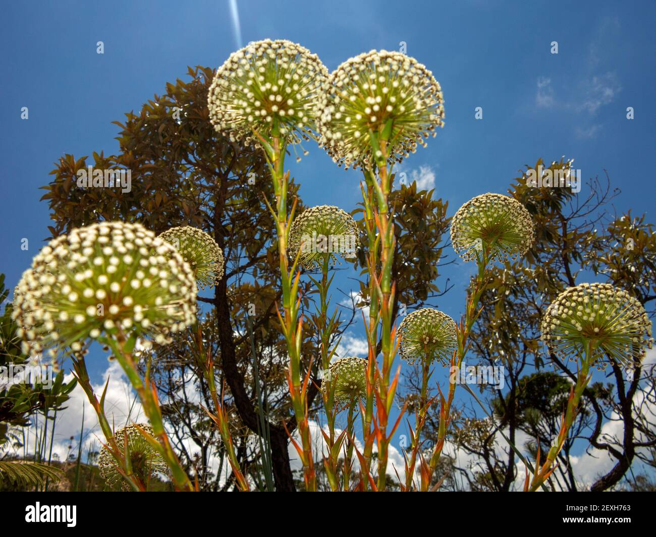 Sempre-Viva a common flower found in the Serra da Canastra National Park, Minas Gerais, Brazil Stock Photo