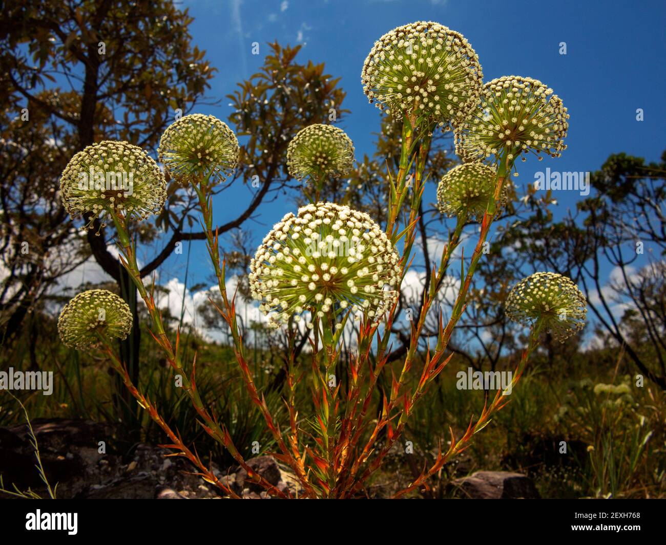 Sempre-Viva a common flower found in the Serra da Canastra National Park, Minas Gerais, Brazil Stock Photo