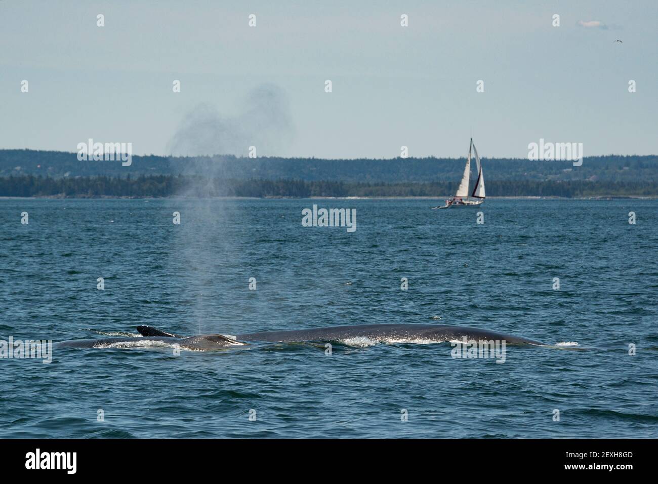 fin whales or finback whales, Balaenoptera physalus, blowing or spouting off Grand Manan Island, with sailboat in background, Bay of Fundy, NB, Canada Stock Photo