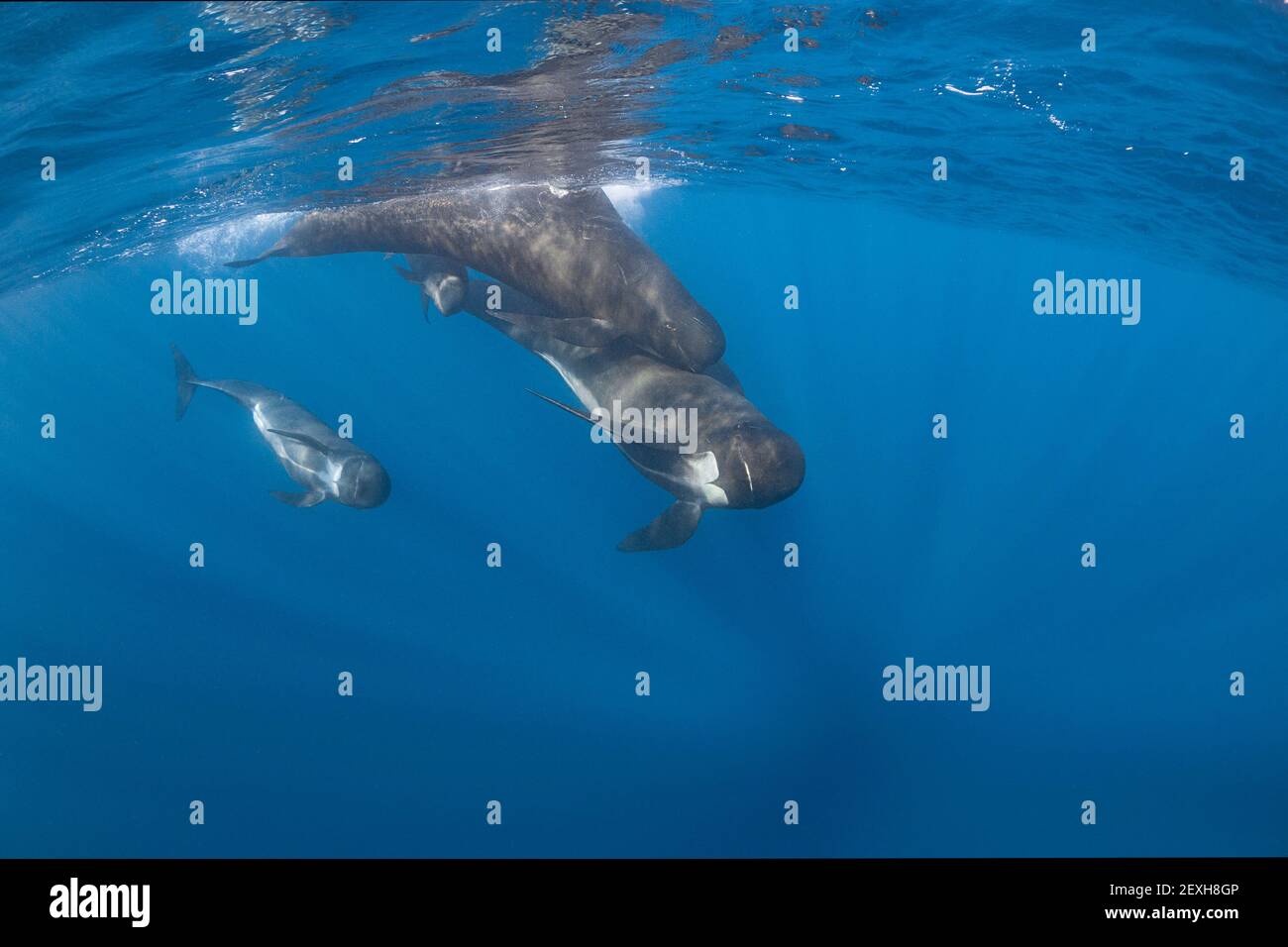 long-finned pilot whales, Globicephala melas, two adults, a juvenile, and a small calf, Straits of Gibraltar ( North Atlantic ) Stock Photo