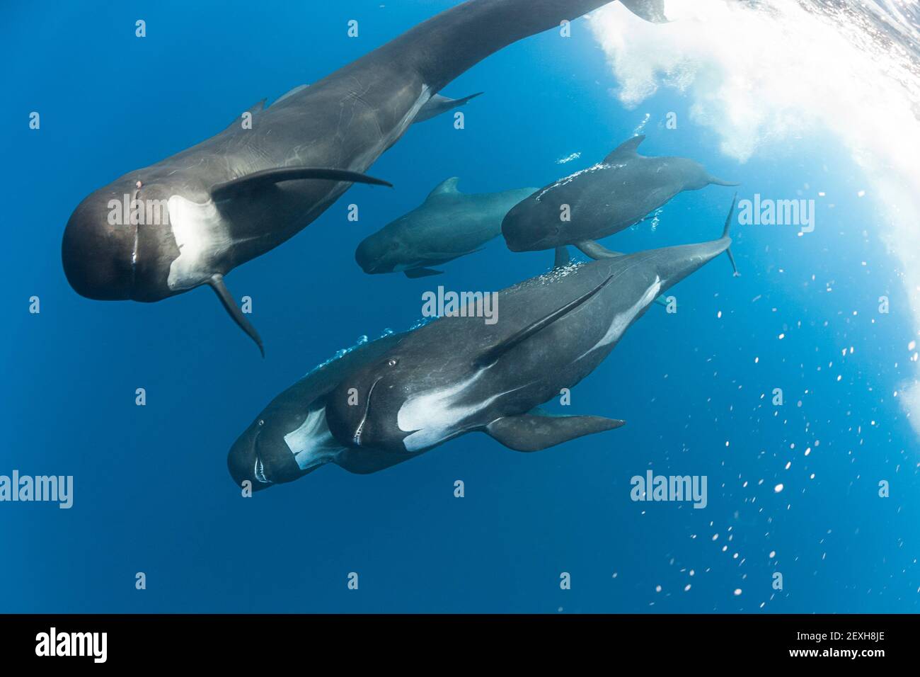 long-finned pilot whales, Globicephala melas, baring teeth and blowing bubbles at photographer ( sign of aggression ), Straits of Gibraltar, Atlantic Stock Photo
