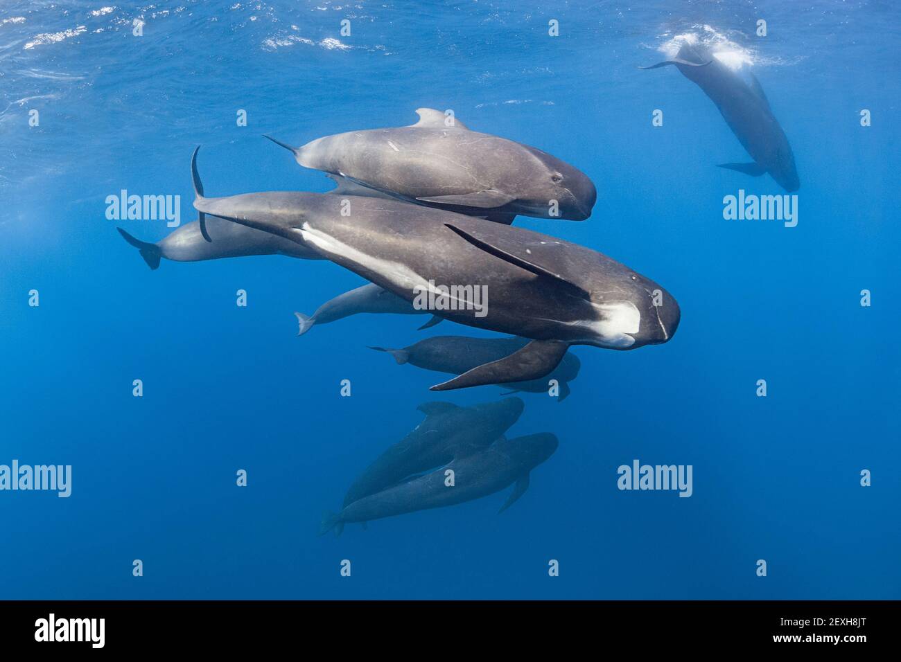 long-finned pilot whales, Globicephala melas, Straits of Gibraltar ( North Atlantic ) Stock Photo