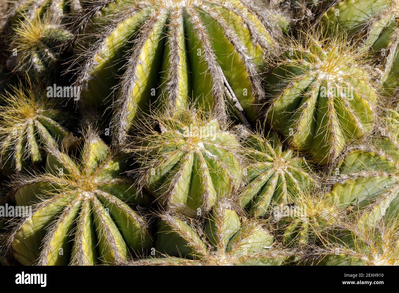 Parodia magnifica Cacti Stock Photo