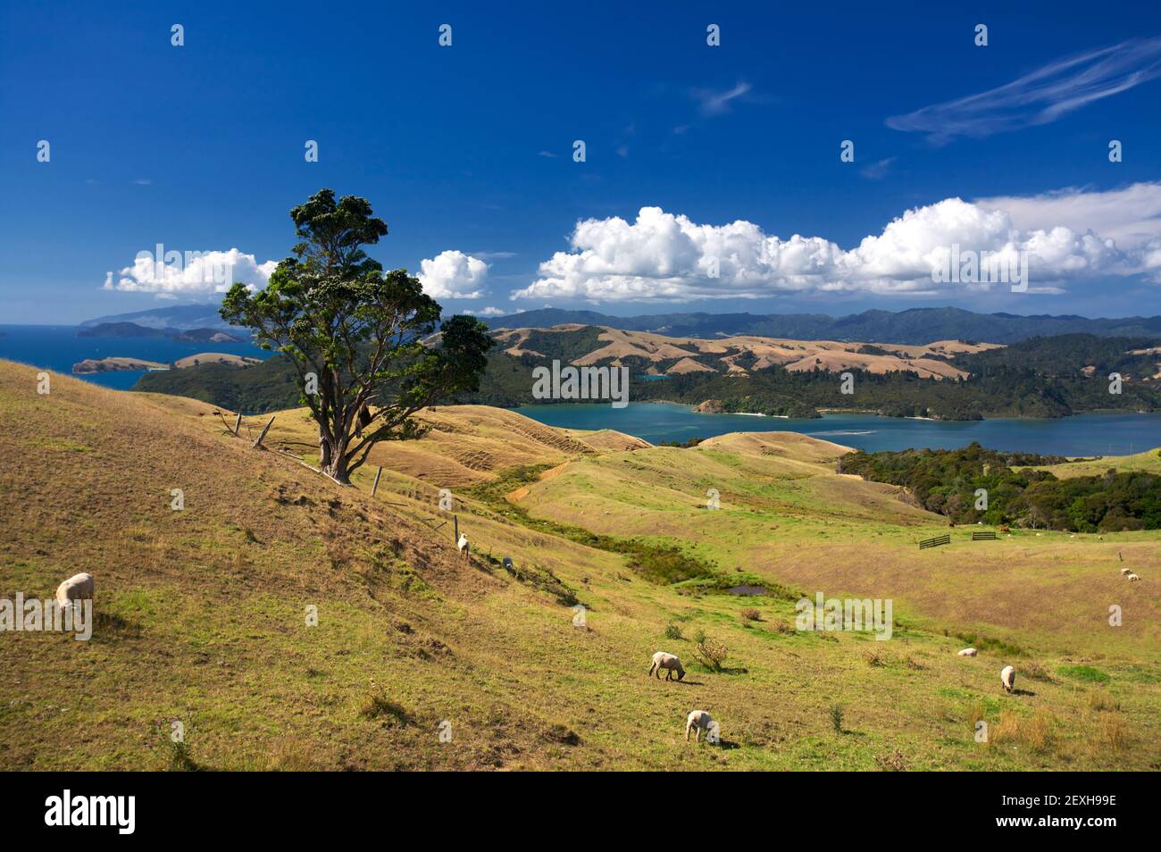 Coromandel viewpoint near Coromandel Town Stock Photo Alamy