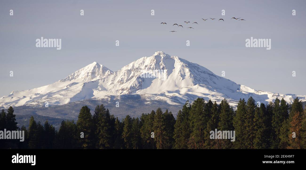Wild Geese Fly Migrate Mountain Winter Cascade Range Oregon USA Stock Photo