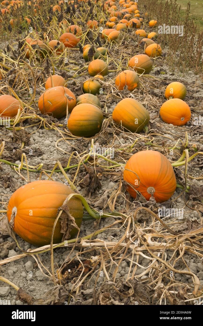 Farm Scene Halloween Vegetable Growing Autumn Pumpkins Harvest Ready ...