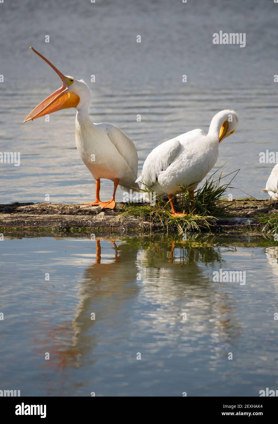 Pelican Pair Birds Water Fowl Wildlife Standing Lake Klamath Oregon Stock Photo