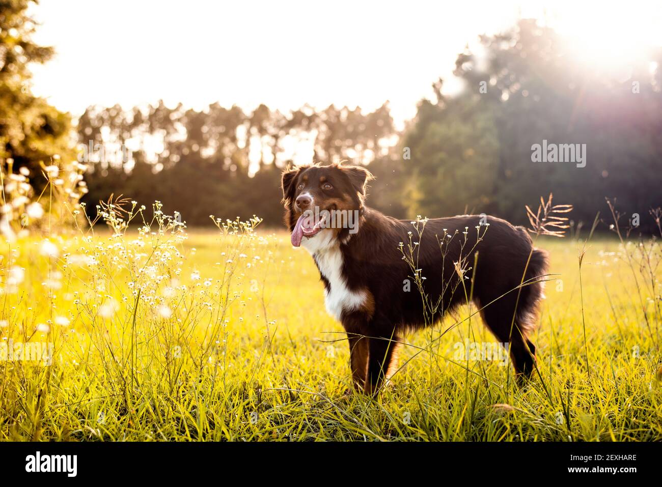 Australian Shepherd dog. Aussie dog in a field at sunset. Stock Photo