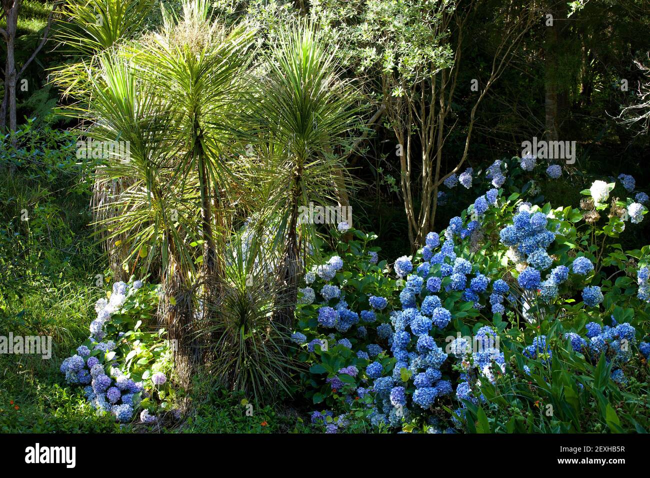 Cabbage tree and flowers at Hahei on the Coromandel Peninsula in New Zealand's North Island Stock Photo