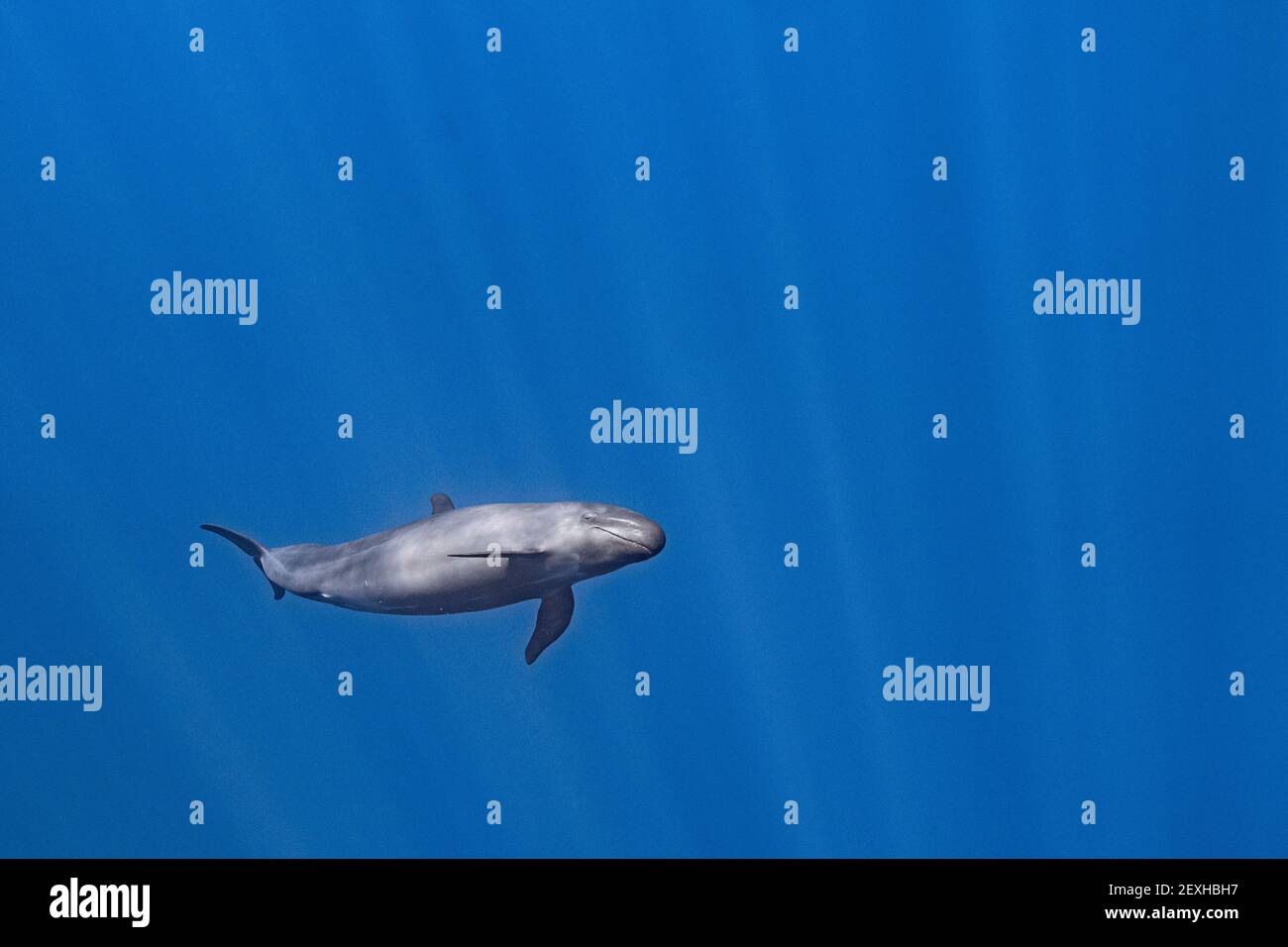 female pseudorca, or false killer whale, Pseudorca crassidens, off the North Kona Coast of Hawaii Island, Hawaiian Islands, U.S.A. ( Central Pacific ) Stock Photo