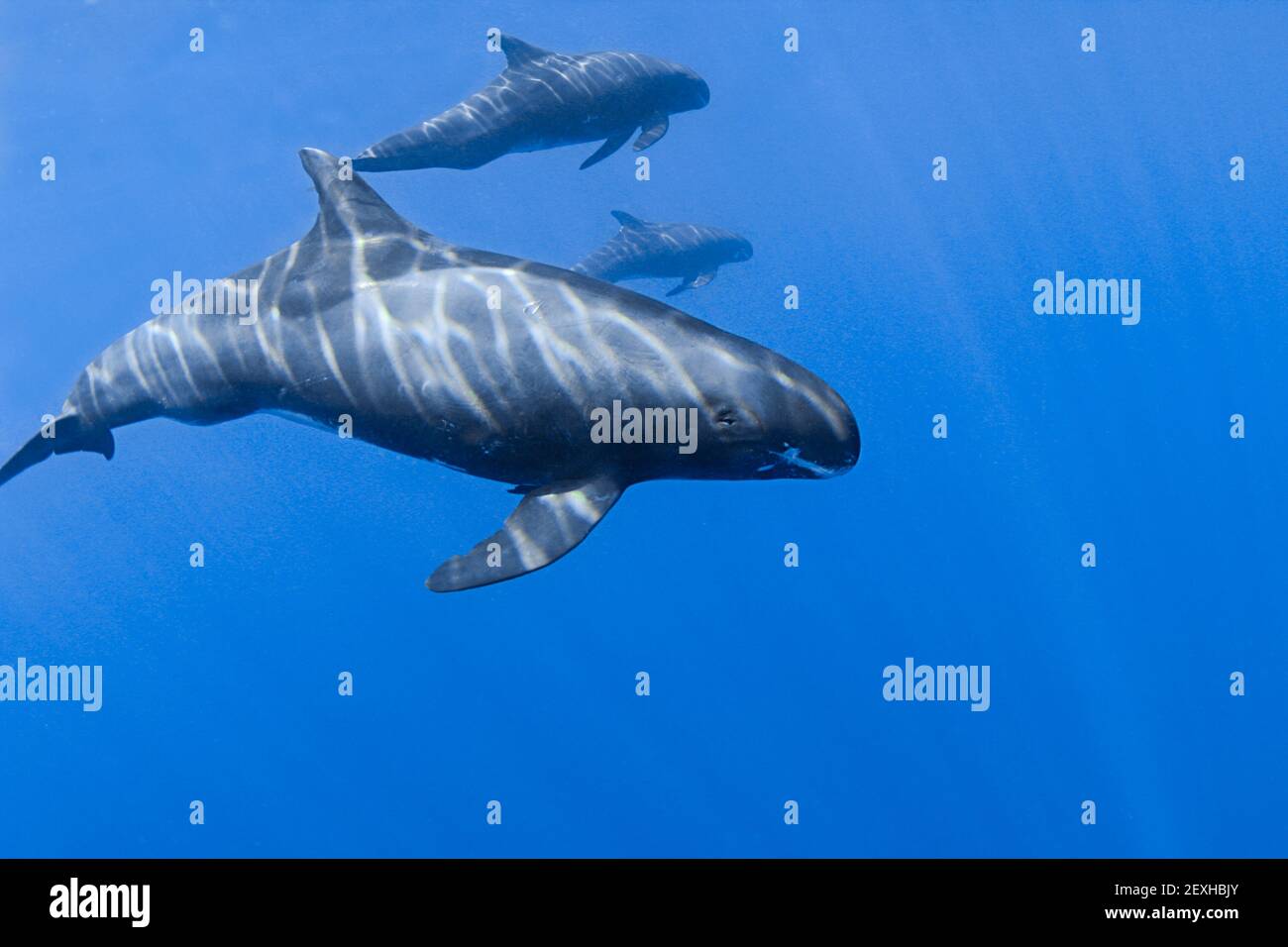 South pacific ocean animals hi-res stock photography and images - Alamy