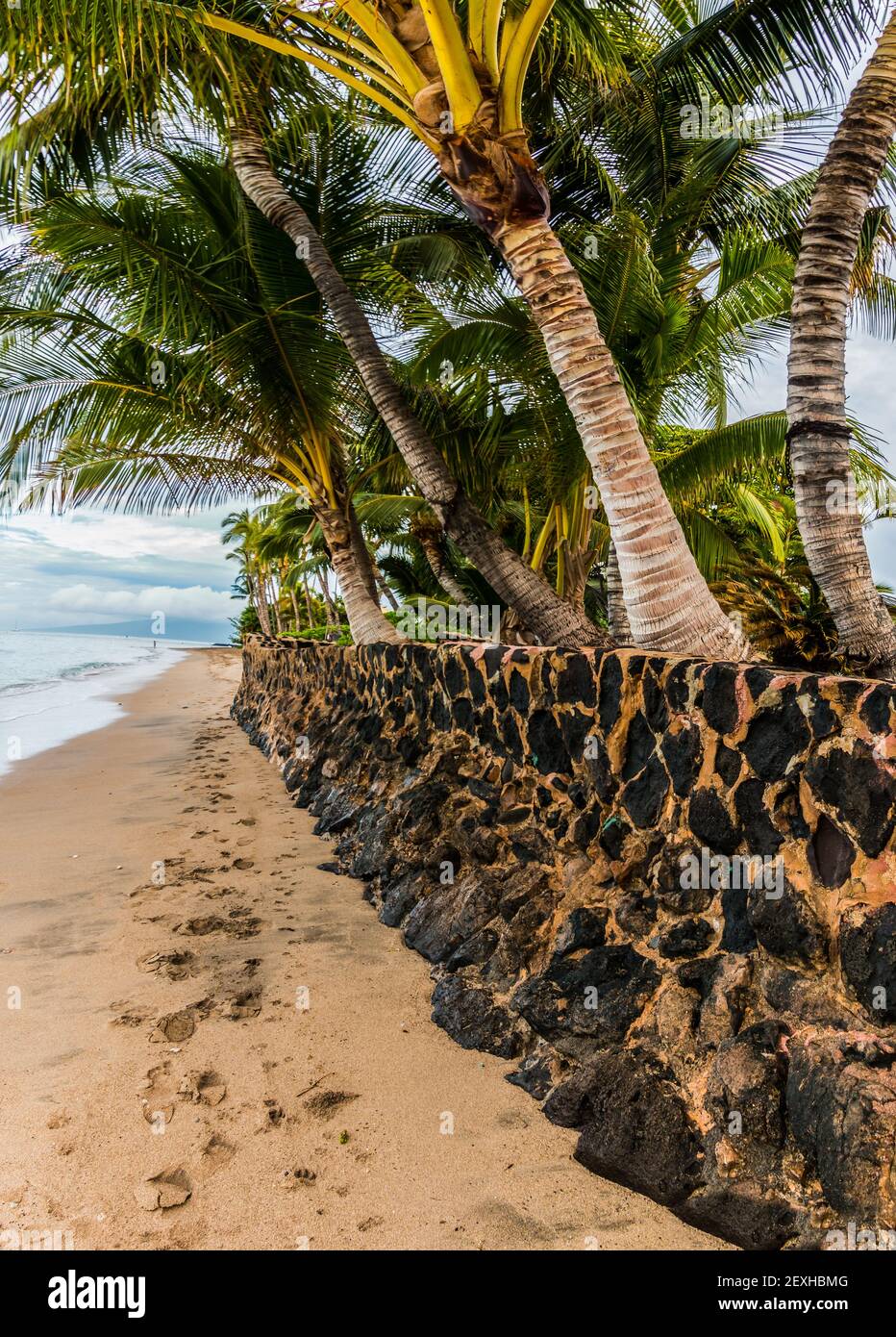 Lava Rock Wall and Palm Trees on Lahaina Beach, Lahaina, Maui, Hawaii
