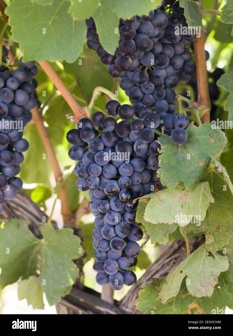 Grapes Clustered Together on Vintners Vine Farm Field Stock Photo