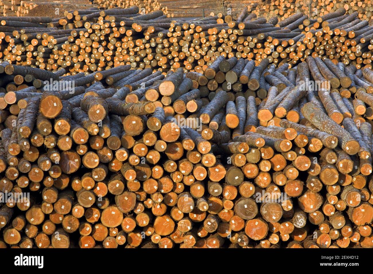 Lumber Mill Log Pile Wood Ready for Processing Stock Photo Alamy