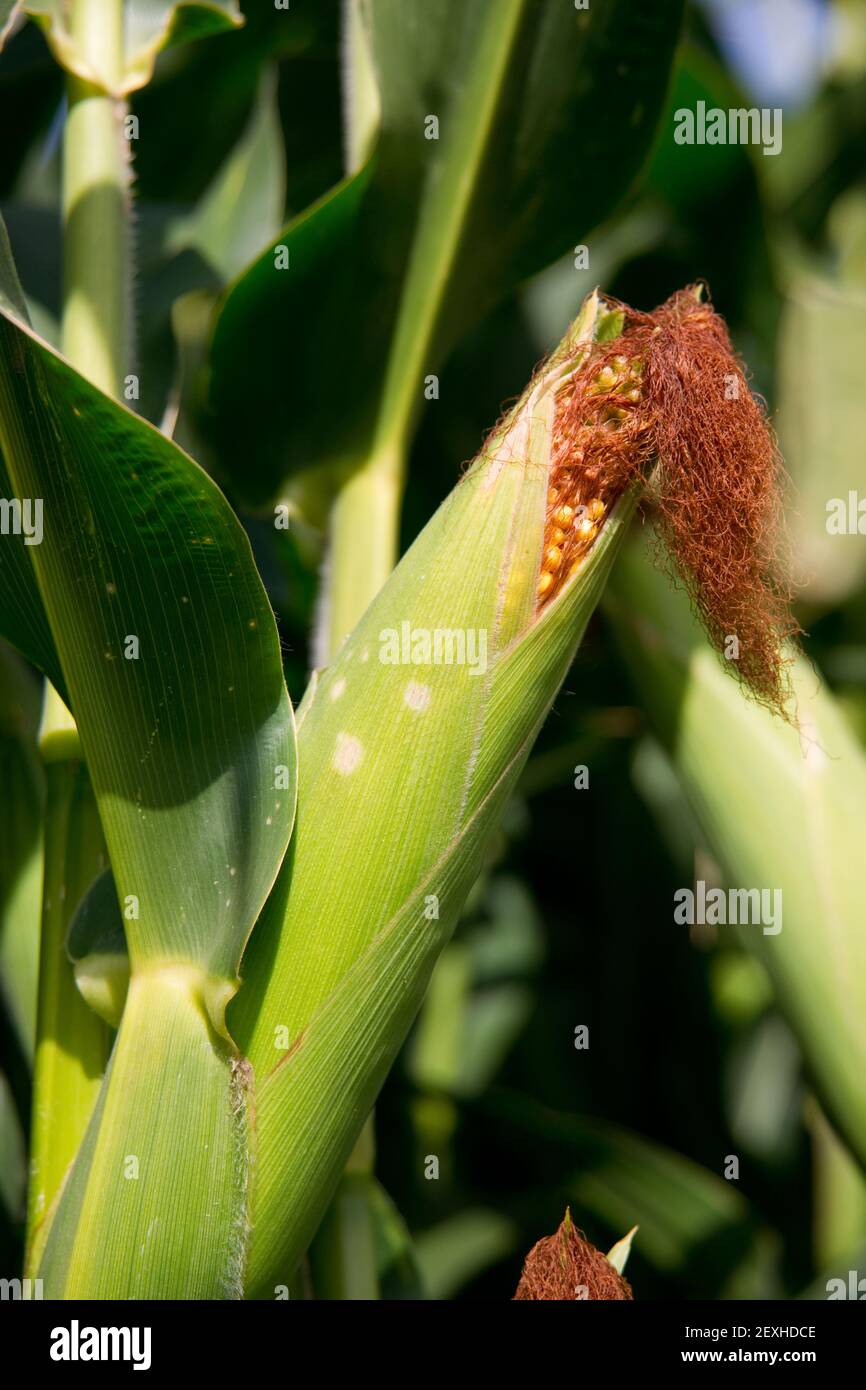 Farmer's Field Corn Stalk Veggies Stock Photo