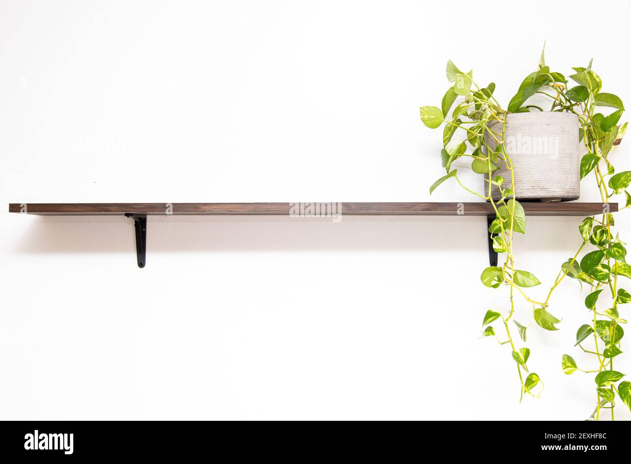 A marble queen plant in a flowerpot on the wooden shelf; white background with a copy space from the left Stock Photo