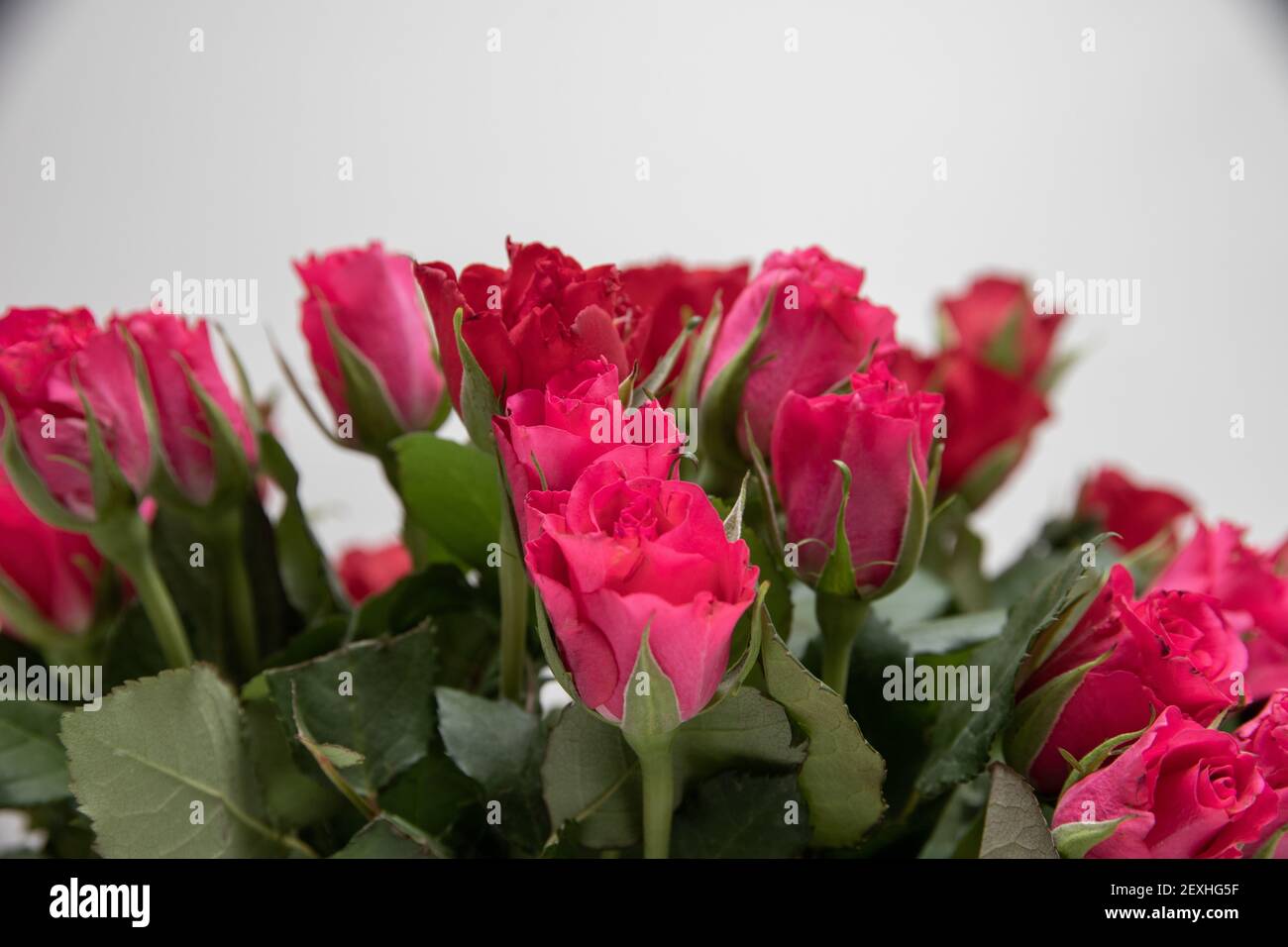 Fresh bright roses isolated in the white background Stock Photo - Alamy
