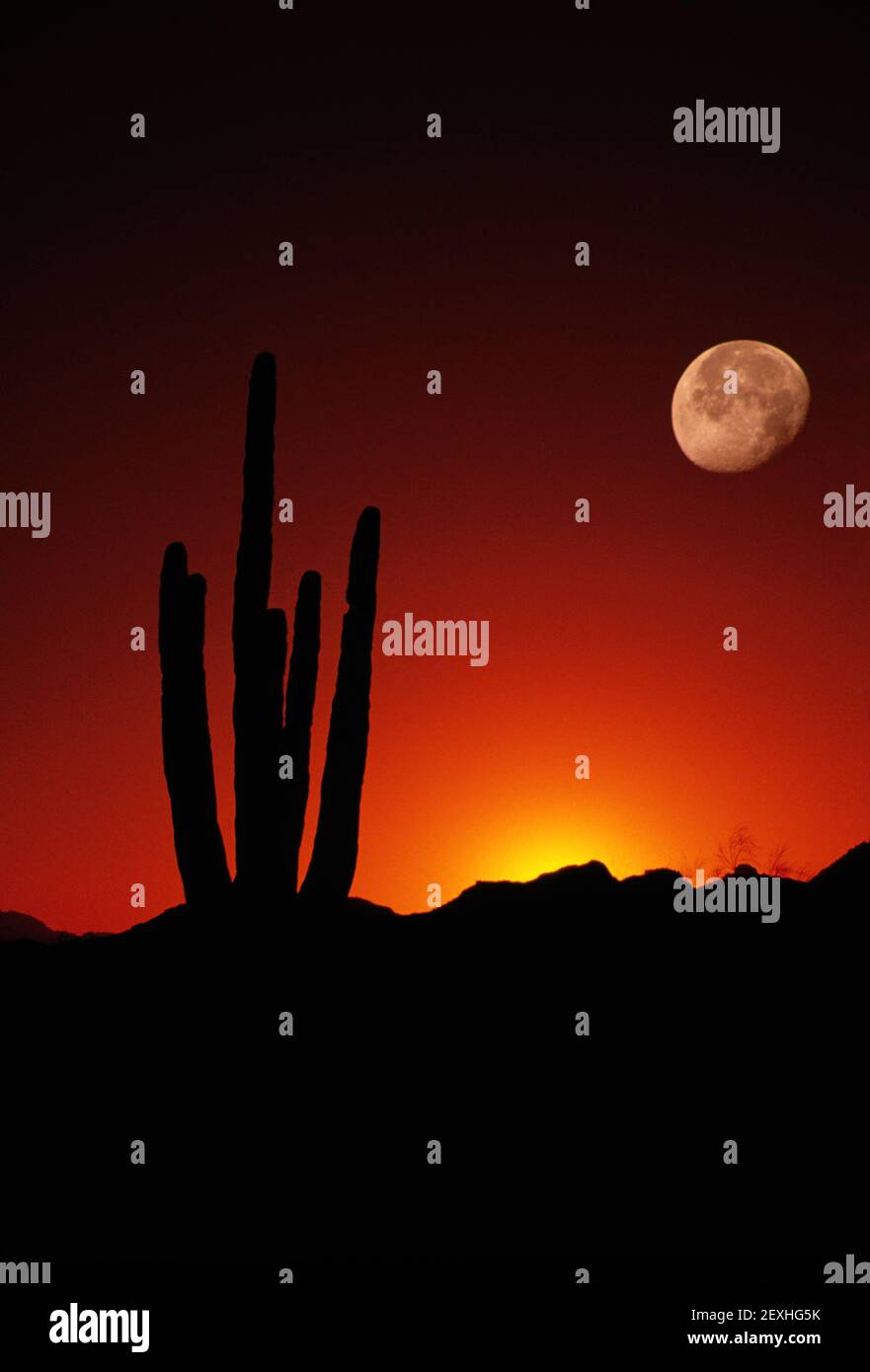 Vertical Composition showing Saguaro Cactus and Full Moon at Sunset Stock Photo