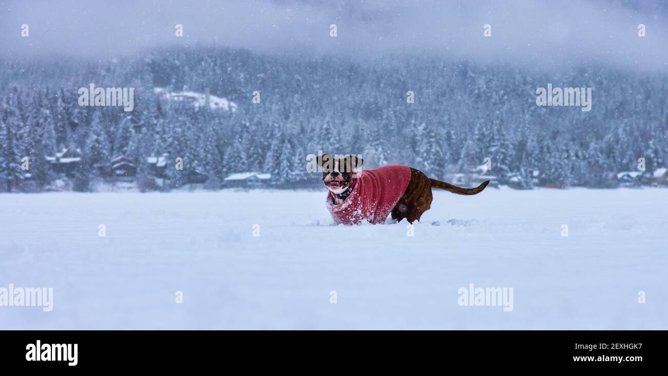 Dog playing in the snow Stock Photo - Alamy