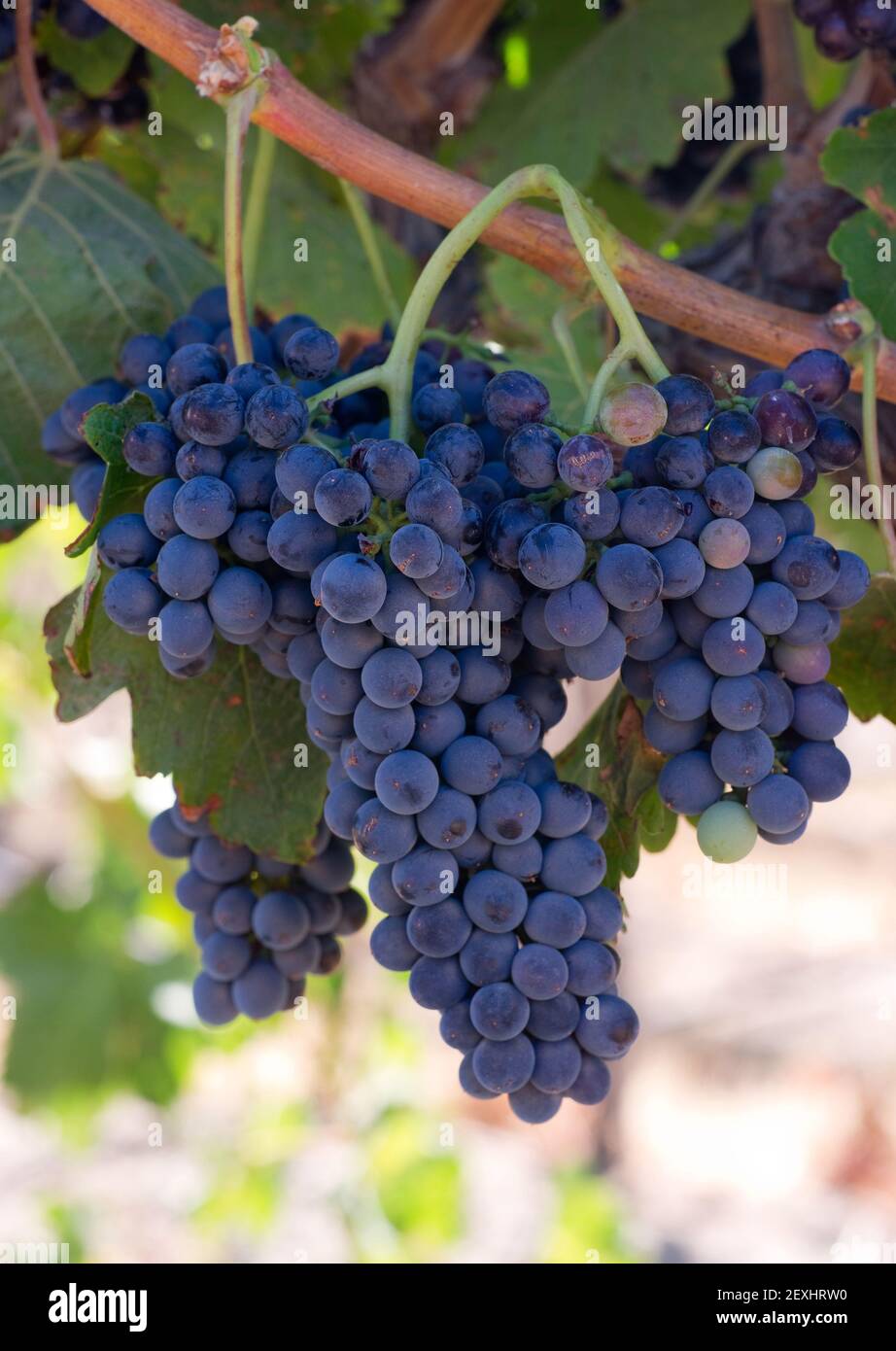 Grape Clusters Vertical Composition Still on Vine Country Vineyard Stock Photo