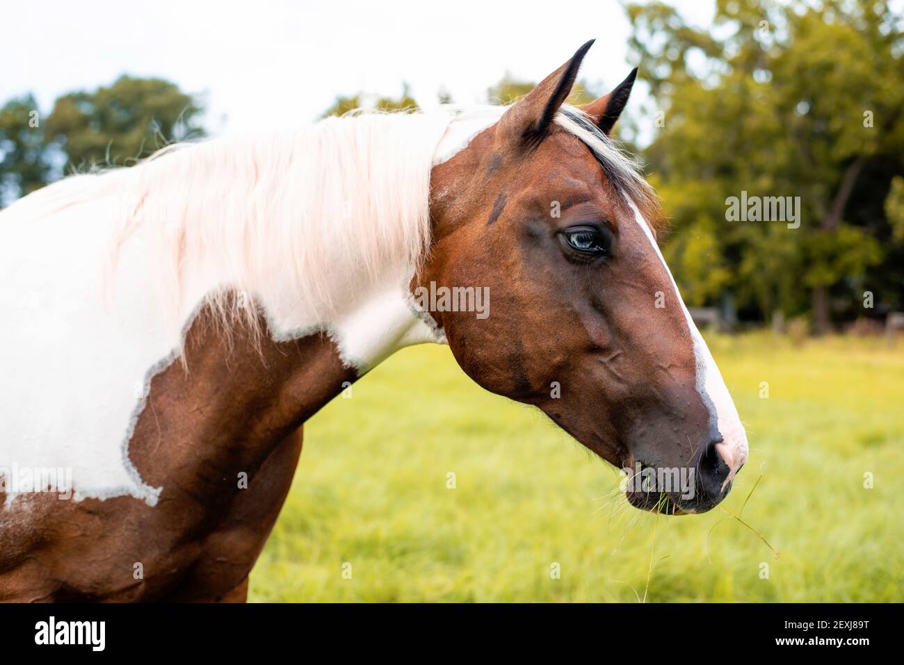American Paint Horse mare with blue eyes Stock Photo Alamy