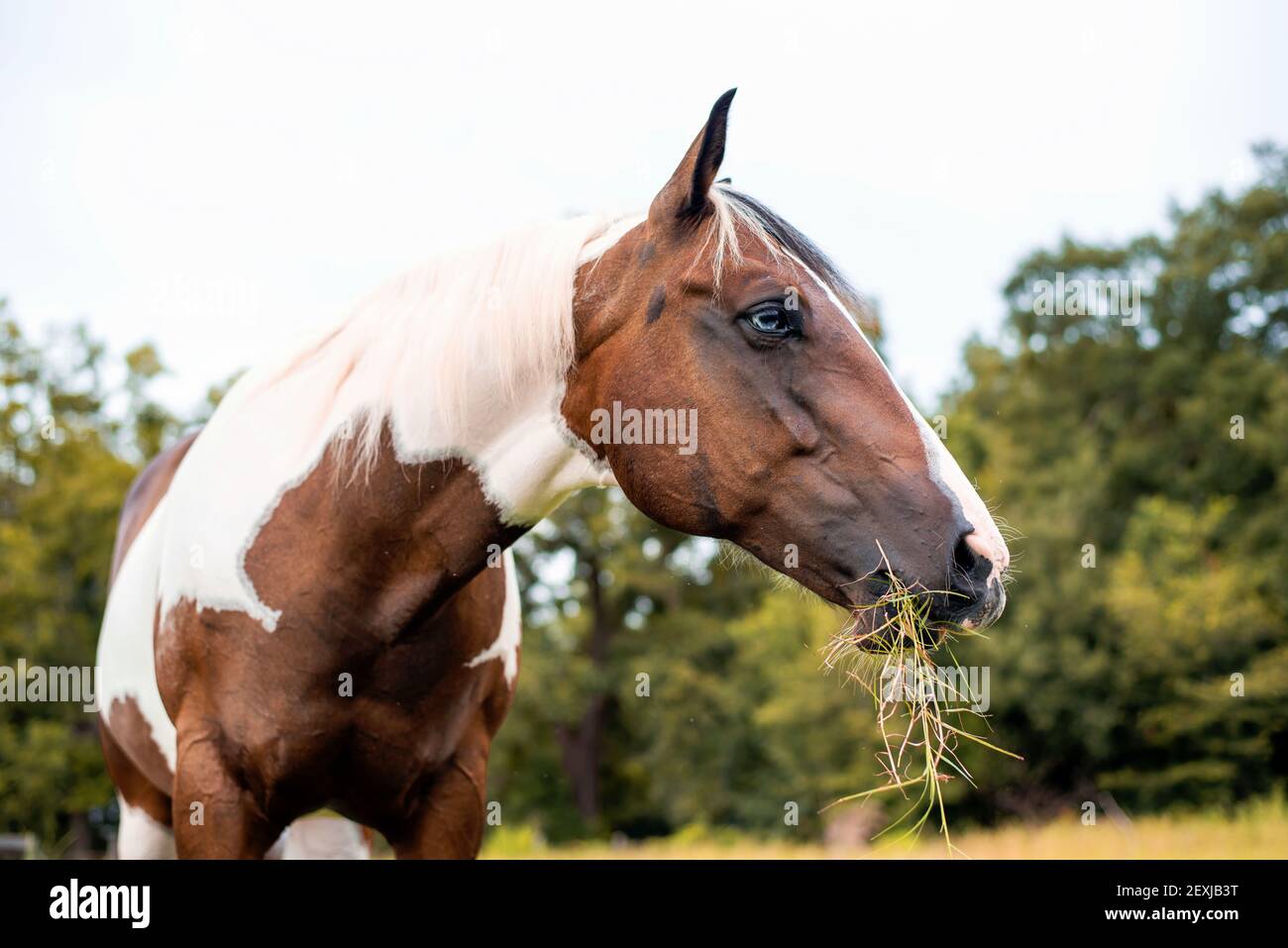 American Paint Horse mare with blue eyes Stock Photo Alamy