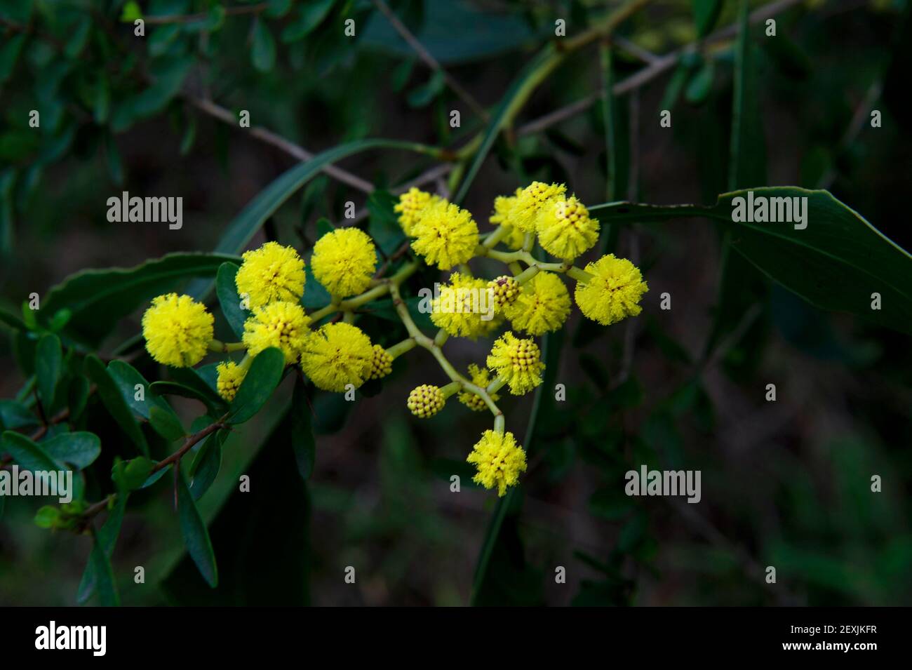 More Golden Wattle (Acacia Pycnantha) - our Australian Floral Emblem - in bloom at Blackburn Lake Reserve in Victoria, Australia. Stock Photo