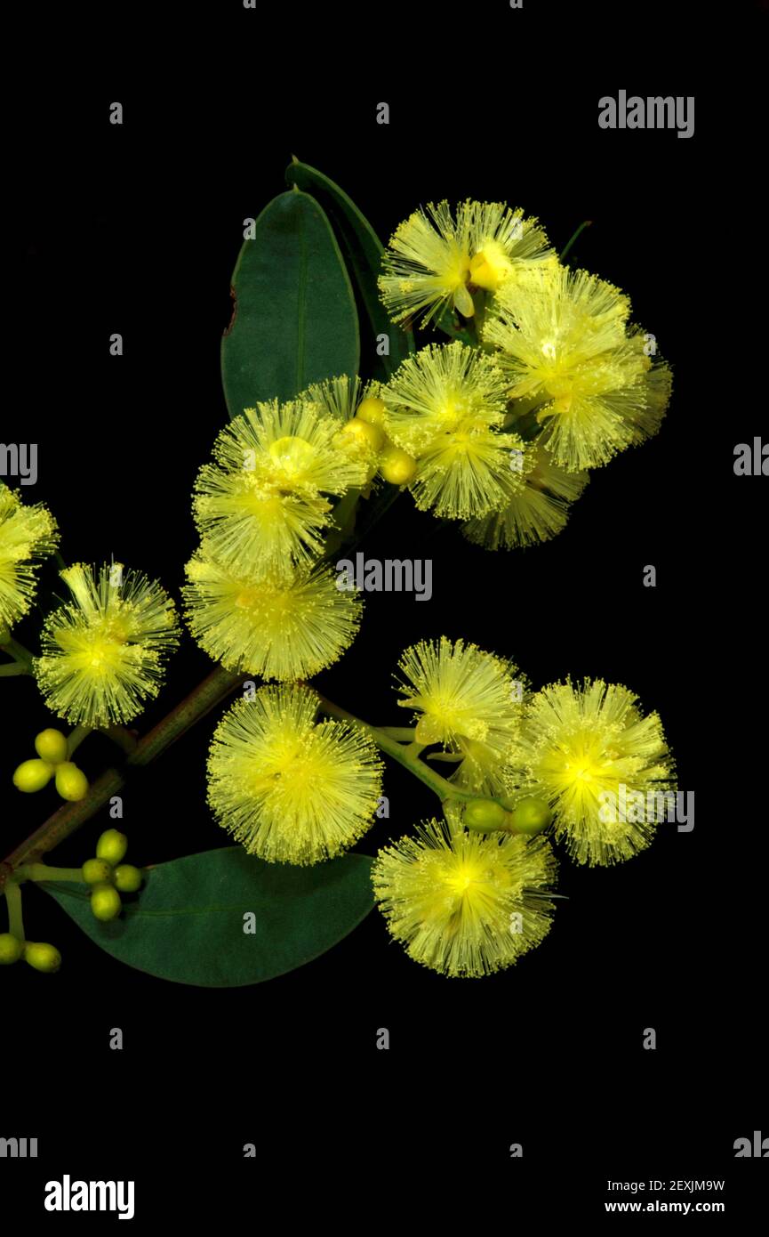 Myrtle Wattle (Acacia Myrtifolia) showing off its yellow balls of fluff blossom at Hochkins Ridge Flora Reserve in Croydon North, Victoria, Australia. Stock Photo