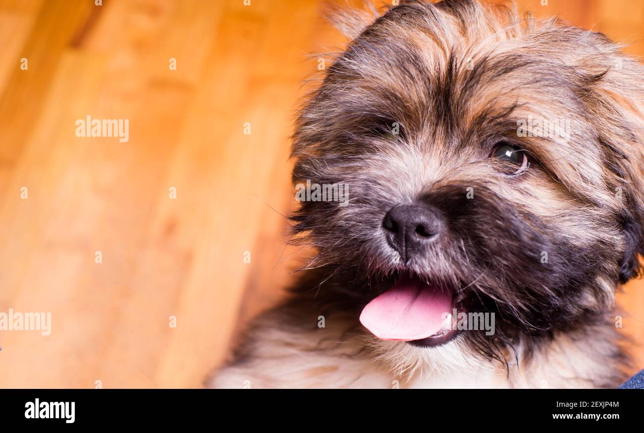 Tibetan lhasa dog sales