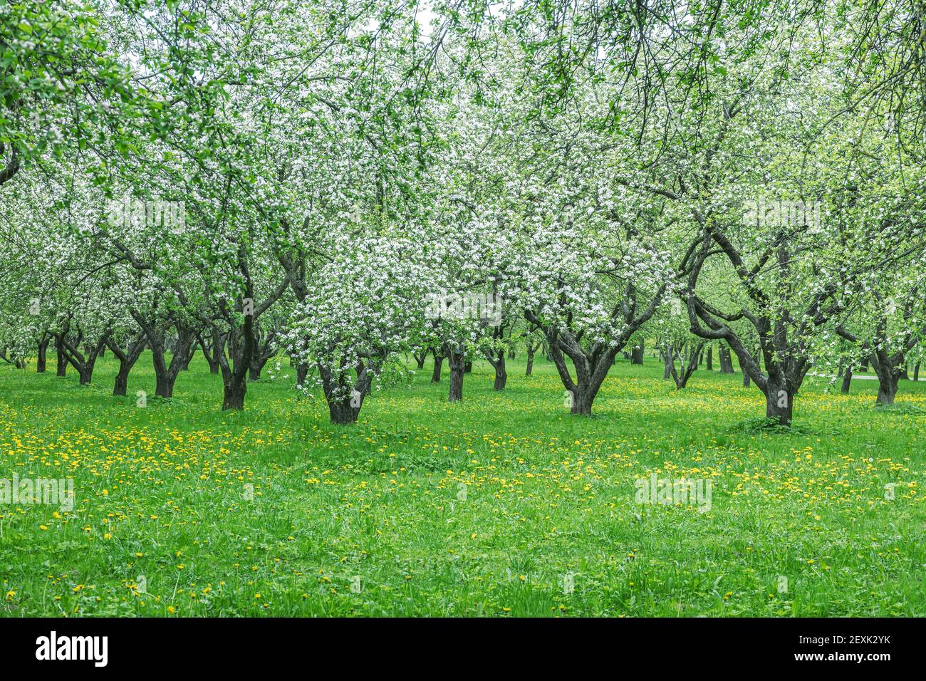 rows of apple trees in orchard during blooming at spring time Stock Photo